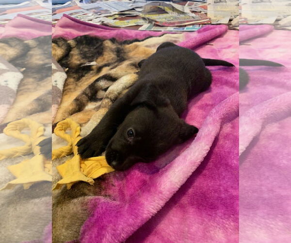 Medium Photo #3 Labbe Puppy For Sale in Wheaton, IL, USA