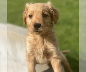 Golden Retriever Puppy for sale in IRVINE, CA, USA