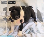 Small #6 Boston Terrier