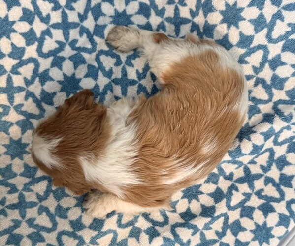 Medium Photo #4 Cavalier King Charles Spaniel Puppy For Sale in THORP, WI, USA