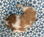 Small #3 Cavalier King Charles Spaniel