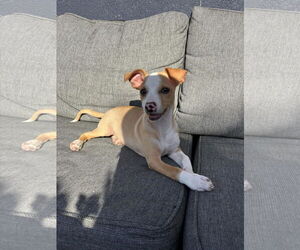 Chihuahua-Unknown Mix Dogs for adoption in Visalia, CA, USA
