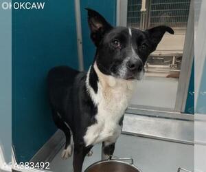 Australian Shepherd-Unknown Mix Dogs for adoption in Oklahoma City, OK, USA