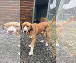 Small #2 Saint Bernard Mix