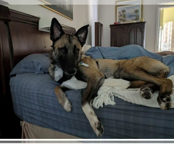 Medium Photo #1 Mutt Puppy For Sale in Imlay City, MI, USA