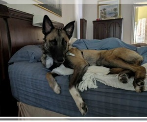 Mutt Dogs for adoption in Imlay City, MI, USA