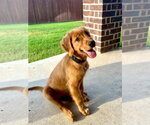 Skipper - Male Golden Retriever Dog for Adoption - Small photo