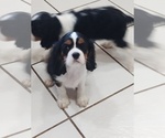 Small Photo #4 Cavalier King Charles Spaniel Puppy For Sale in PORT ORCHARD, WA, USA