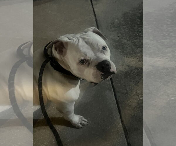 Medium Photo #6 Olde Bulldog Puppy For Sale in Sanford, FL, USA