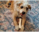 Small #4 Wheaten Terrier Mix
