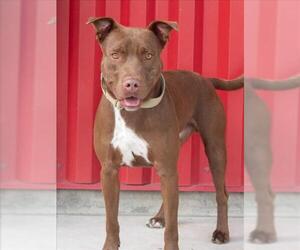 Mutt Dogs for adoption in Tracy, CA, USA