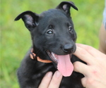 Puppy Juniper Belgian Malinois