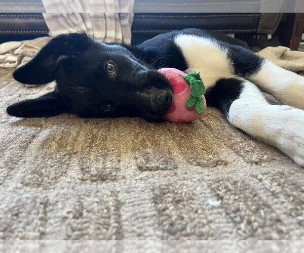 Medium Photo #1 Mutt Puppy For Sale in Candler, NC, USA