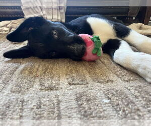 Mutt Dogs for adoption in Candler, NC, USA