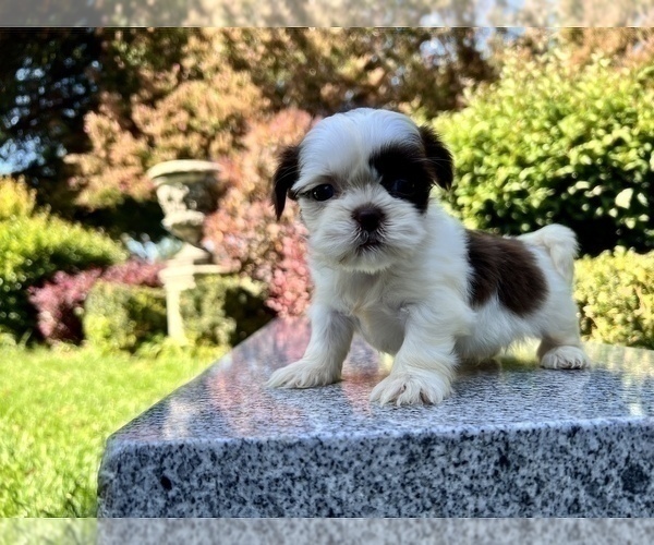 Medium Photo #19 Shih Tzu Puppy For Sale in HAYWARD, CA, USA