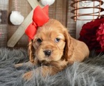 Small Photo #7 Cocker Spaniel Puppy For Sale in HONEY BROOK, PA, USA