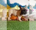 Small Photo #9 French Bulldog Puppy For Sale in AUSTIN, TX, USA