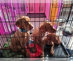 Small Photo #1 Vizsla Puppy For Sale in EDGEWATER, FL, USA