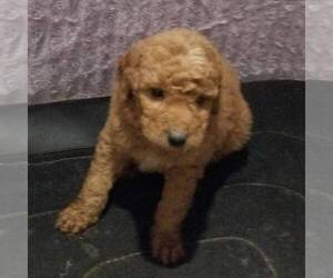 Goldendoodle-Poodle (Miniature) Mix Puppy for sale in ARTHUR, IL, USA