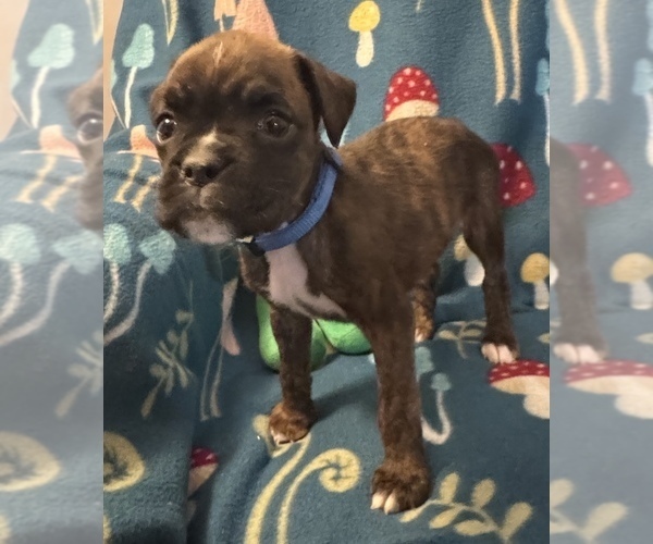 Medium Photo #11 Boxer Puppy For Sale in LANSING, MI, USA