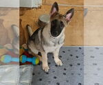 Small #1 German Shepherd Dog