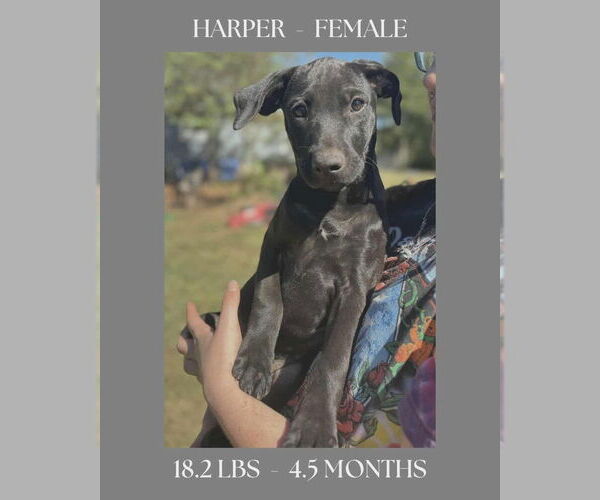 Medium Photo #3 Labrador Retriever Puppy For Sale in FRAMINGHAM, MA, USA