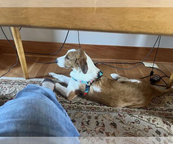 Medium Photo #5 Sheprador Puppy For Sale in Bellevue, WA, USA