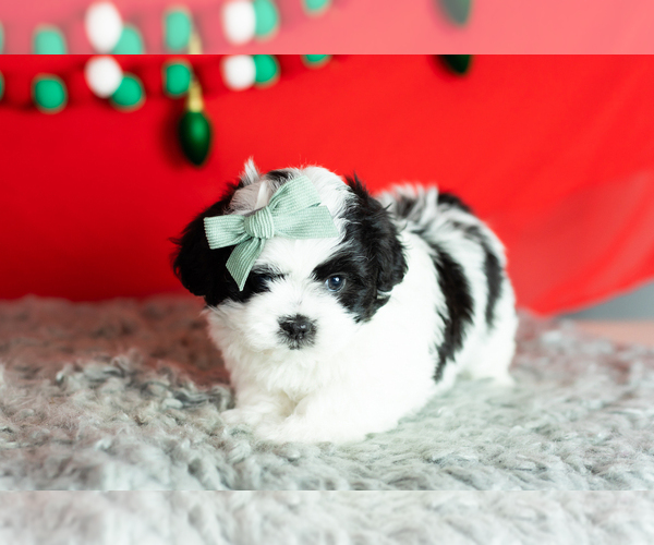 Medium Photo #4 Zuchon Puppy For Sale in WOLCOTTVILLE, IN, USA