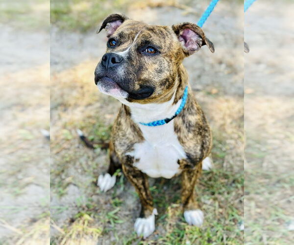 Medium Photo #5 American Pit Bull Terrier Puppy For Sale in Jackson , NJ, USA
