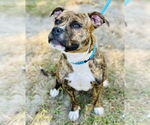 Small #4 American Pit Bull Terrier