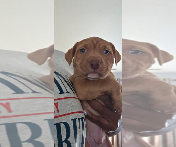 Medium Photo #5 American Pit Bull Terrier Puppy For Sale in CHARLOTTE, NC, USA