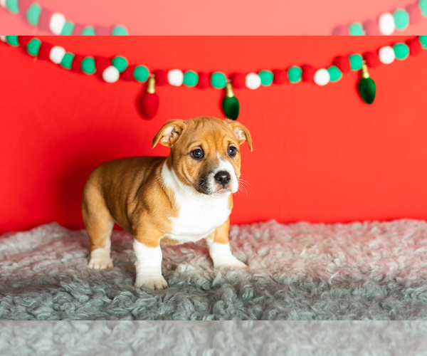 Medium Photo #21 Alapaha Blue Blood Bulldog-Jack Russell Terrier Mix Puppy For Sale in MILLERSBURG, IN, USA