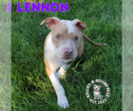 Small Photo #15 Staffordshire Bull Terrier-Unknown Mix Puppy For Sale in Omaha, NE, USA