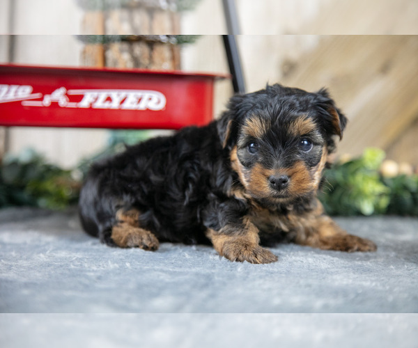 Medium Photo #12 Yorkshire Terrier Puppy For Sale in GREENWICH, OH, USA