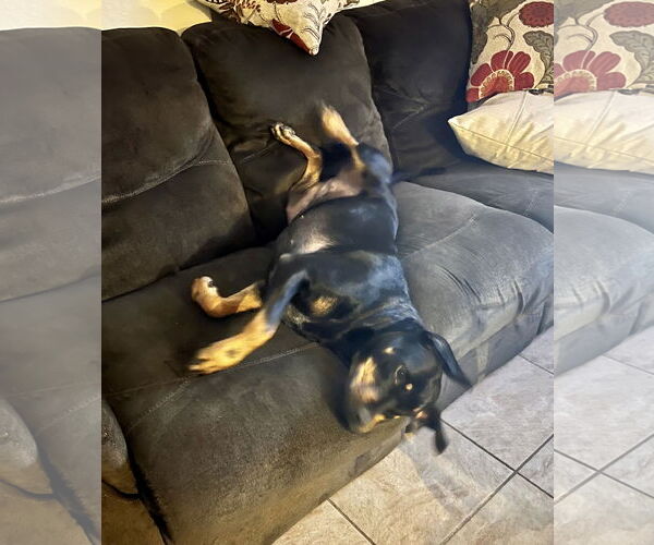 Medium Photo #8 Rottweiler-Unknown Mix Puppy For Sale in White Hall, AR, USA