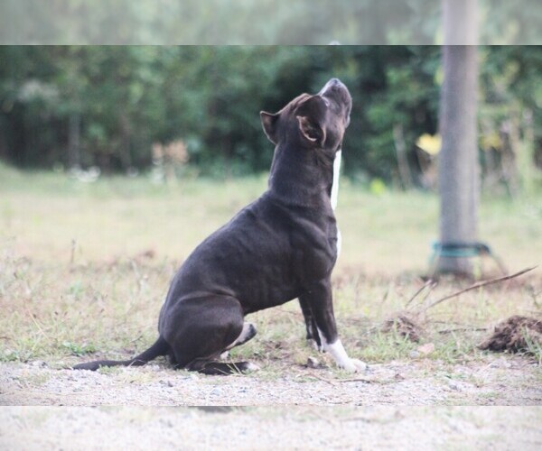 Medium Photo #1 American Staffordshire Terrier Puppy For Sale in STOCKBRIDGE, MI, USA
