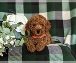 Small Photo #6 Poodle (Miniature) Puppy For Sale in NEW PROVIDENCE, PA, USA