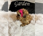 Small Photo #11 Shih Tzu Puppy For Sale in JACKSONVILLE, FL, USA