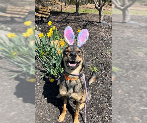 Medium Photo #18 Mutt Puppy For Sale in Rockaway, NJ, USA