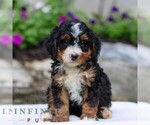 Small #2 Bernedoodle (Miniature)