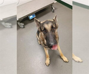 German Shepherd Dog Dogs for adoption in Corpus Christi, TX, USA