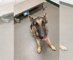 Small German Shepherd Dog