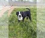 Small #2 American Staffordshire Terrier Mix
