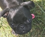 Puppy Pink Collar Pug