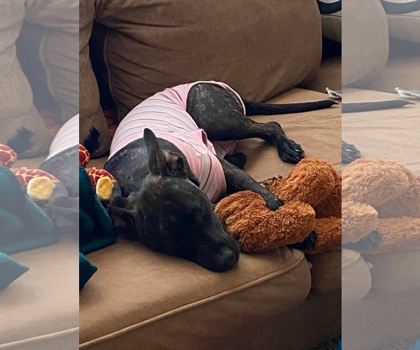 Medium Photo #6 Staffordshire Bull Terrier-Unknown Mix Puppy For Sale in Holly Springs, NC, USA