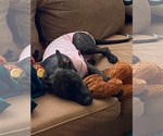 Small #5 Staffordshire Bull Terrier Mix