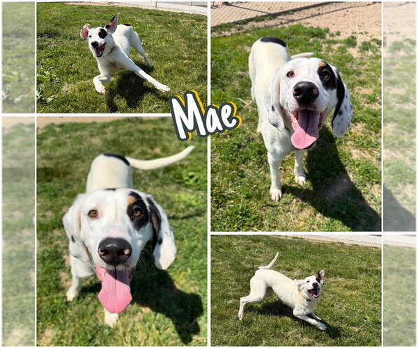Medium Photo #1 Treeing Walker Coonhound Puppy For Sale in Pierceton , IN, USA