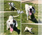 Small Treeing Walker Coonhound