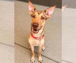 German Shepherd Dog-Unknown Mix Dogs for adoption in Sacramento, CA, USA