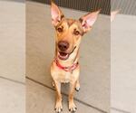 Small German Shepherd Dog Mix